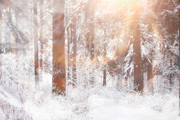 Naklejka premium Winter landscape. Forest under the snow. Winter in the park.