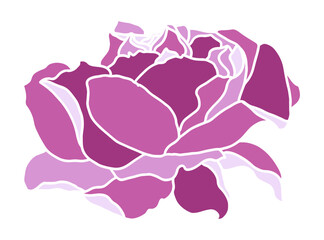 Pink Peony Flower Layered Petals Vector