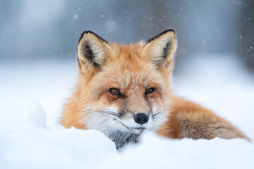 red fox in snow