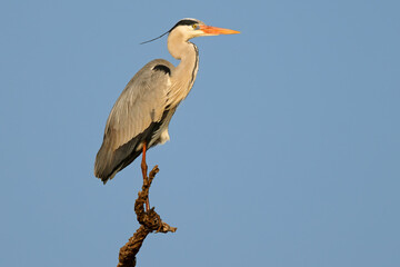 A grey heron (Ardea cinerea) perched on a branch, Kruger National Park, South Africa