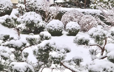 Garden plants and trees covered with fresh white snow, creating a serene winter scene outdoors in a park