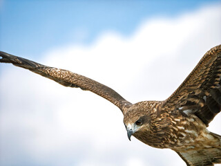獲物を狙い急旋回する野生の鳶の迫力