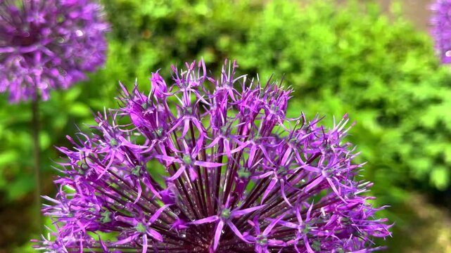 Stunning purple Allium Globemaster flower head, covered in dewdrops, stands out against a deep green blurred background, showcasing its spiky, star like texture.