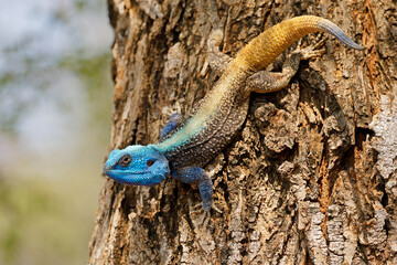 A colorful male southern tree agama (Acanthocercus atricollis) in a tree, Kruger National Park, South Africa