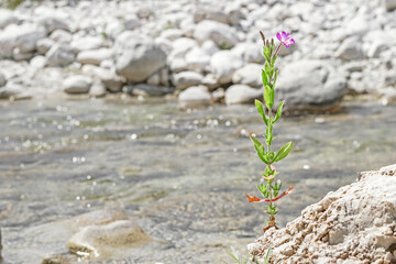 Pink willowherb growing alone on a rocky riverbank, with vibrant green leaves and delicate buds overlooking a clear flowing stream,in July in the Italian Lazio region.