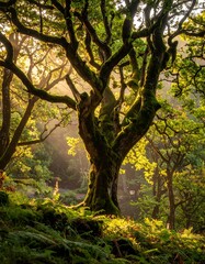 A sun-dappled forest scene features a large, moss-covered tree with expansive branches and foliage illuminated by the morning light