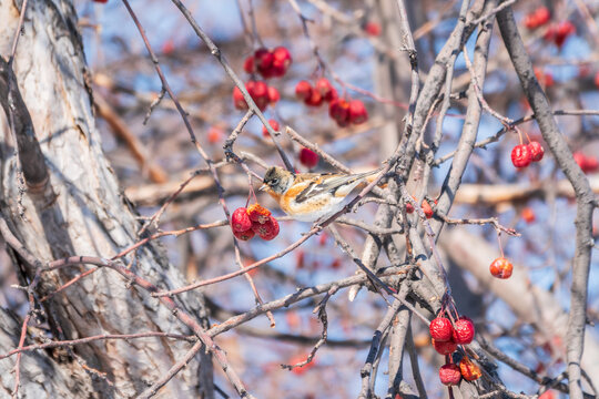Brambling (Fringilla montifringilla) feeds on apples in winter.