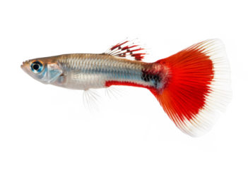 Red Tail Guppy Fish on White Background
