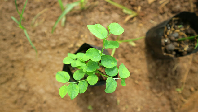 sweet leaf bush or katuk plant in Black Pot on Soil