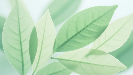 Obraz premium Green leaves on branch with soft focus background featuring nature leaf foliage
