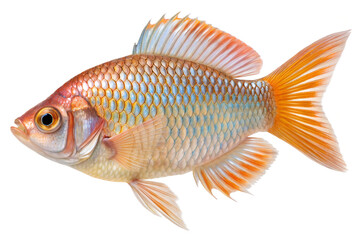 Fototapeta premium Ultra-Realistic Single Fish with Vivid Colors on Transparent Background