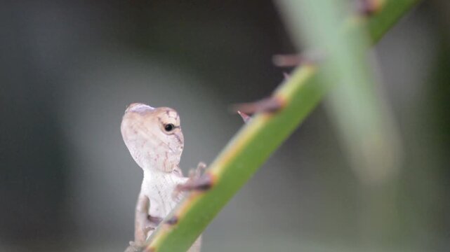 Macro Close-up of a Small Pale Lizard Climbing a Thin Spiked Green Stem Against a Dark Isolated Background