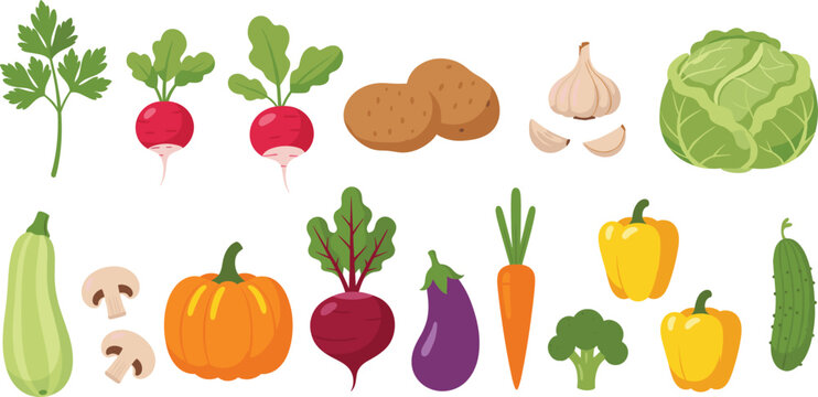 Fresh vegetable illustration set with cabbage radish potato garlic pumpkin carrot broccoli and assorted garden produce flat vector