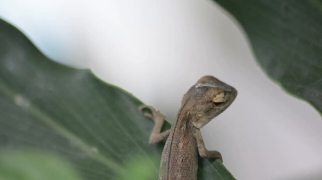 Macro Close-up of a Small Pale Lizard Climbing a Thin Spiked Green Stem Against a Dark Isolated Background