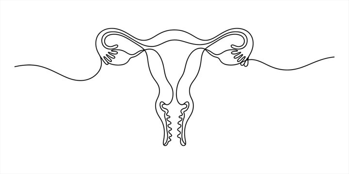 Minimalist continuous line art drawing of the female reproductive system Vector, illustration