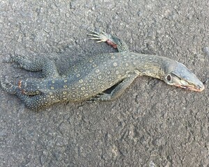 Asian Water Monitor (Varanus salvator), dead on a black asphalt road with its tail severed