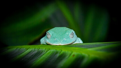 Tree Frog, "Reinwardt's Flying Frog"