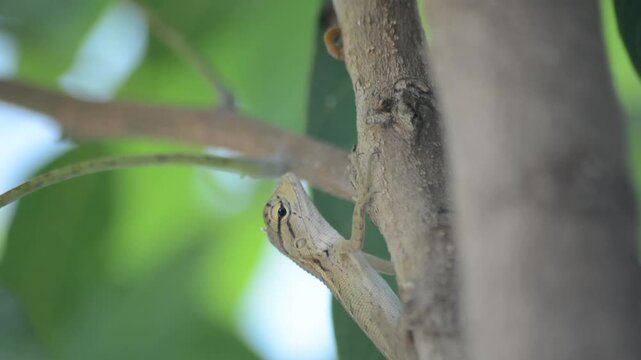 Macro Close-up of a Small Pale Lizard Climbing a Thin Spiked Green Stem Against a Dark Isolated Background