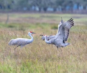 Obraz premium Sandhill cranes (Grus canadensis) in fight, Goose Island state park, Rockport, Texas, USA