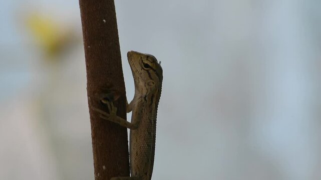 Macro Close-up of a Small Pale Lizard Climbing a Thin Spiked Green Stem Against a Dark Isolated Background