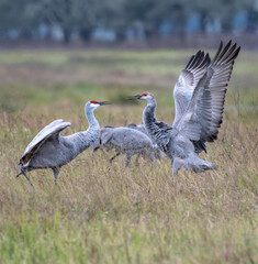 Sandhill cranes (Grus canadensis) in fight, Goose Island state park, Rockport, Texas, USA