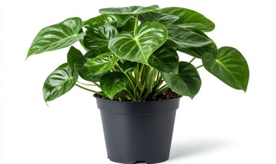 a Monstera plant in a black pot on a white background, front view, white wall, natural lighting, Generative AI