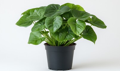 a Monstera plant in a black pot on a white background, front view, white wall, natural lighting, Generative AI