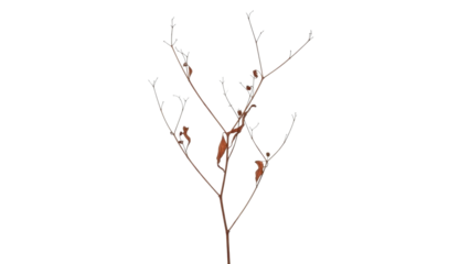 Stark winter tree branch with dead leaves and dormant buds, isolated on a transparent background, PNG image