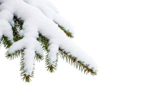 Snowy evergreen spruce branch with white snow on a transparent background, PNG image, PNG file - Powered by Adobe