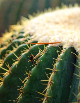 Close-up of a Golden Barrel Cactus with Sharp Spines and White Cephalium.