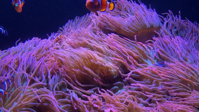 Clownfish and pink sea anemones have a symbiotic relationship and mutually benefit each other.