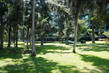 Trees and green grass in peaceful urban park