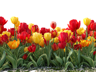 Flowerbed with blooming red and yellow tulips