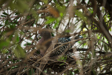 pigeon