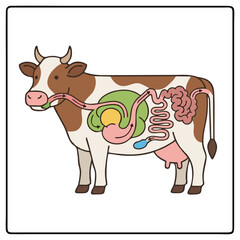 Scientific Vector Illustration of Cow Digestive System Anatomy Showing Ruminant Stomach Chambers.