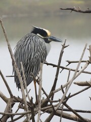 a yellow crowned night heron rests on a dead tree branch