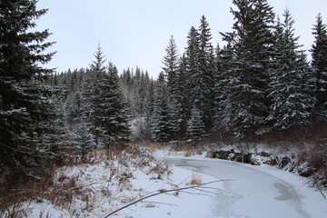winter forest with snow