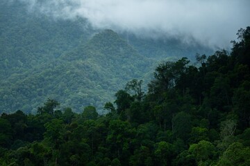 Dark and gloomy forest scenery on mountain layers landscape in Jantho, Aceh, Indonesia, with thick fog that limits visibility
