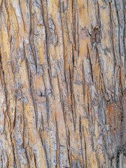 The texture of the bark of an old apple tree