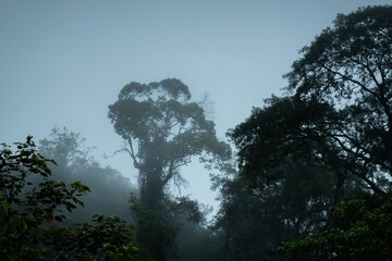 Dark and gloomy forest scenery on mountain layers landscape in Jantho, Aceh, Indonesia, with thick fog that limits visibility