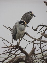 Two yellow crowned night herons resting on a dead tree 