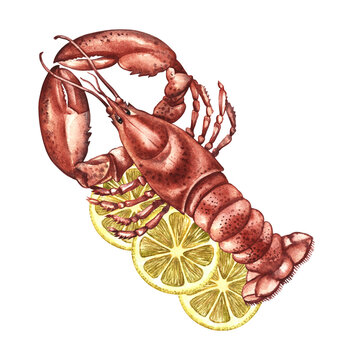 Boiled lobster with lemon. Hand-drawn watercolor illustration. Colorful image of a seafood dish. Perfect for menu design, recipe books, packaging, labels, and more.