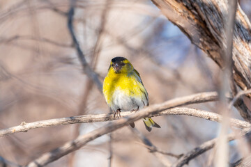 Eurasian siskin male, latin name spinus spinus, sitting on branch of tree. Cute little yellow songbird.