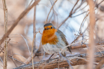 Obraz premium Cute bird the European Robin, Erithacus rubecula. sitting on the tree branch in winter.