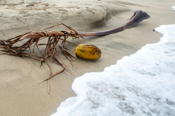 Coconuts and coconut tree trunks on the beach sand