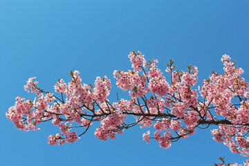 満開の河津桜