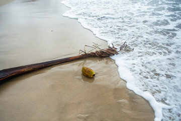 Coconuts and coconut tree trunks on the beach sand
