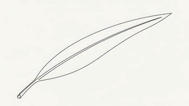 Elegant line drawing of a single willow leaf on a light background