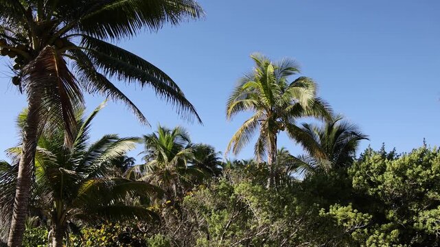 stunning beach view with palm trees (tropical palms) at tulum mexico (seaside historic mayan ruin site with temple pyramid on the coast) coastal travel paradise caribbean sea yucatan penisula palms 