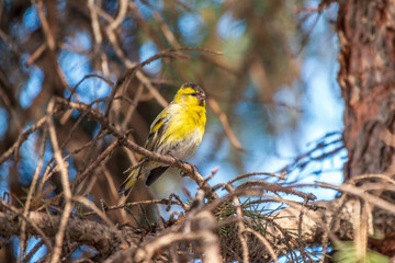 Eurasian siskin male, latin name spinus spinus, sitting on branch of tree. Cute little yellow songbird.